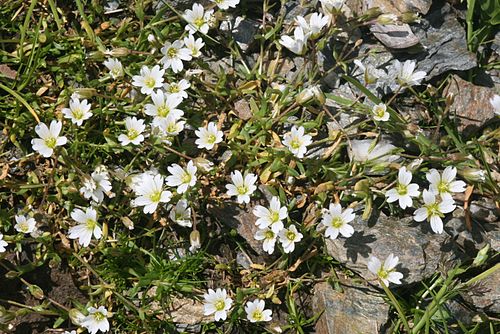 Cerastium cerastoides